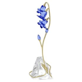 Campanule bleue de Florere