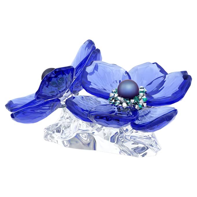 Fleur d’anémone coronaria Idyllia SCS Fleur d’anémone coronaria Idyllia SCS