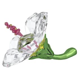 Florere Hibiscus Petit