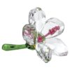 Florere Hibiscus Petit