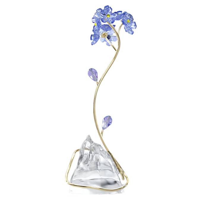 Florere Myosotis Florere Myosotis