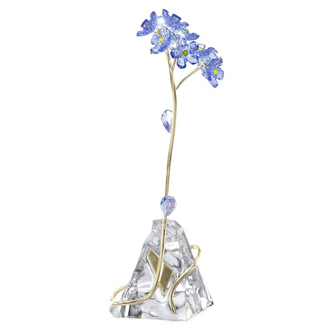 Florere Myosotis Florere Myosotis