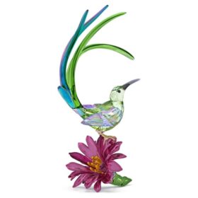 Idyllia : Oiseau-sucre et fleur de cactus