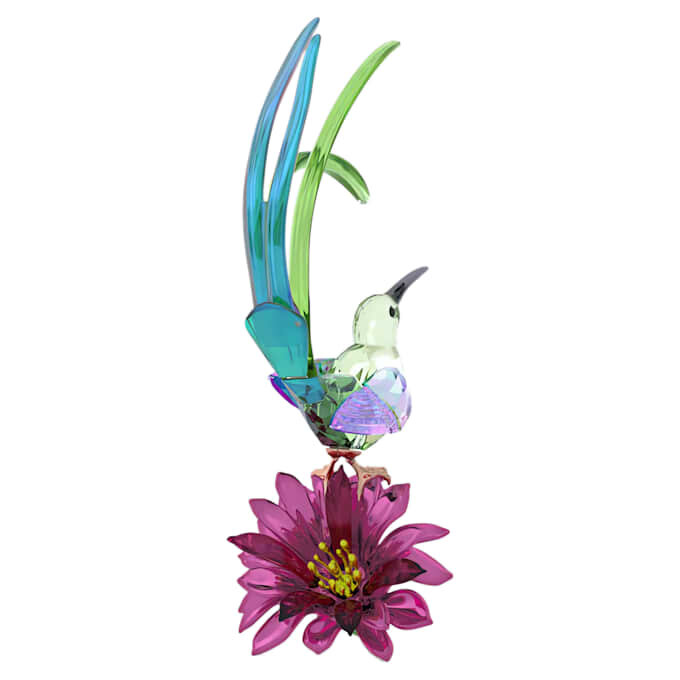 Idyllia : Oiseau-sucre et fleur de cactus Idyllia : Oiseau-sucre et fleur de cactus