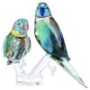 Jungle Beats : Couple de perruches « Fife & Fifer » Jungle Beats : Couple de perruches « Fife & Fifer »