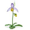 Orchidée sabot de Vénus Florere Orchidée sabot de Vénus Florere
