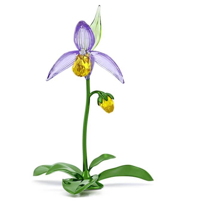 Orchidée sabot de Vénus Florere Orchidée sabot de Vénus Florere
