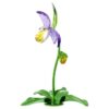Orchidée sabot de Vénus Florere Orchidée sabot de Vénus Florere