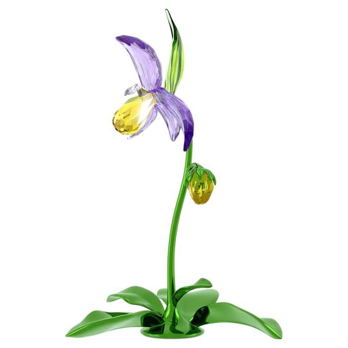 Orchidée sabot de Vénus Florere Orchidée sabot de Vénus Florere