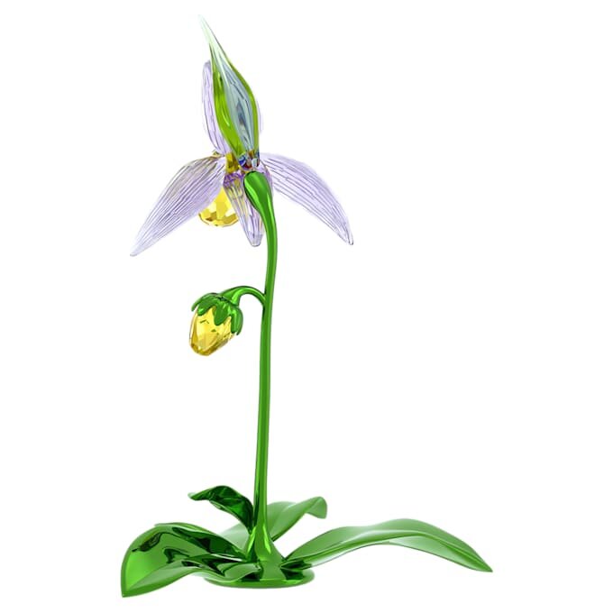 Orchidée sabot de Vénus Florere Orchidée sabot de Vénus Florere