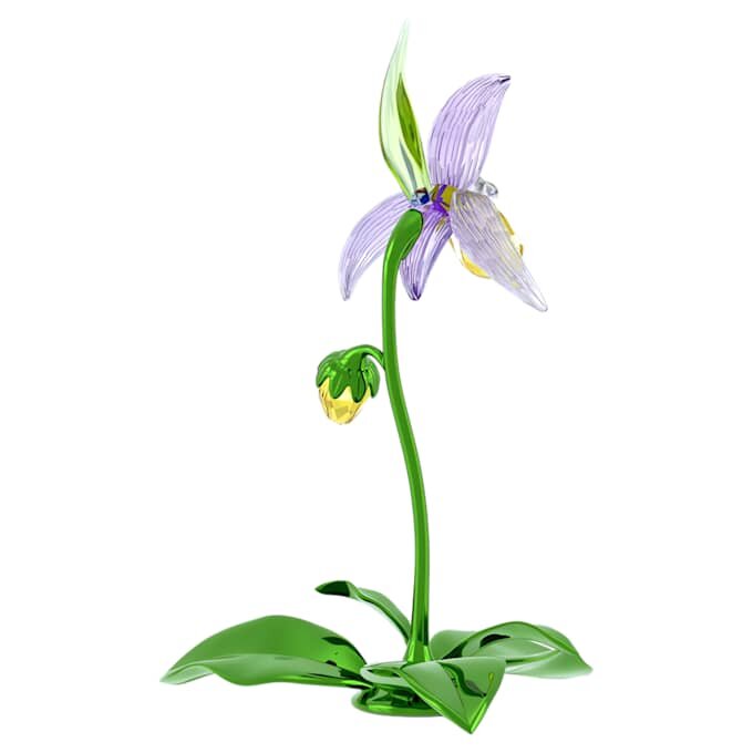 Orchidée sabot de Vénus Florere Orchidée sabot de Vénus Florere